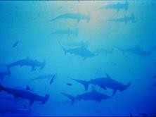 Layang Layang Dive Centre - hammerheads.